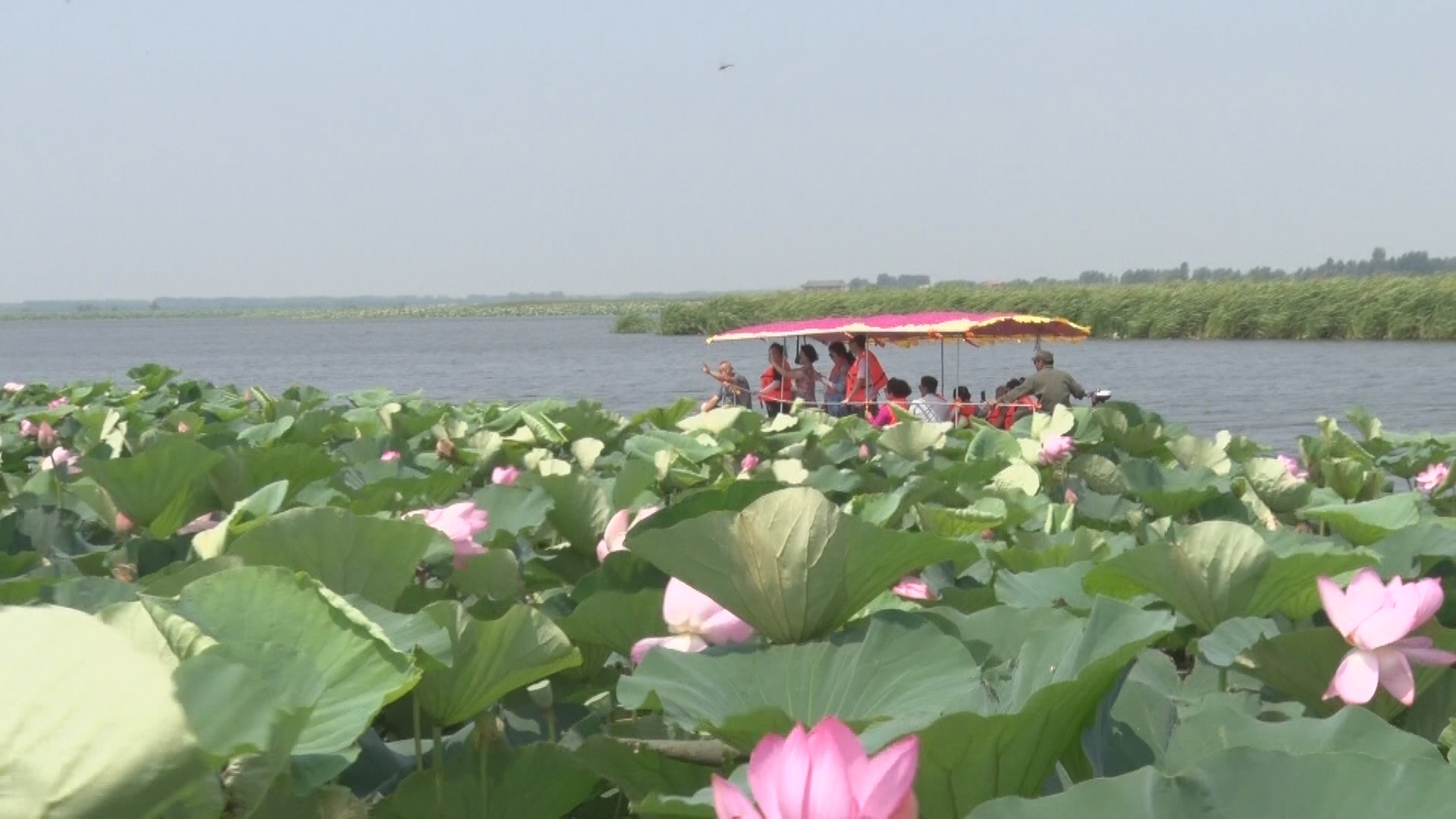 辽宁省新民市:第二十二届荷花旅游文化节盛大开幕