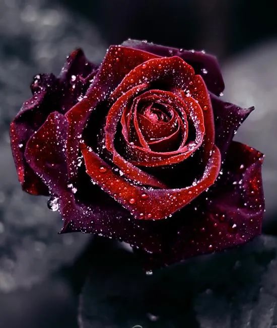 黑魔鬼月季,这么说来,它们好像不太聪明的样子|花名册no.00139