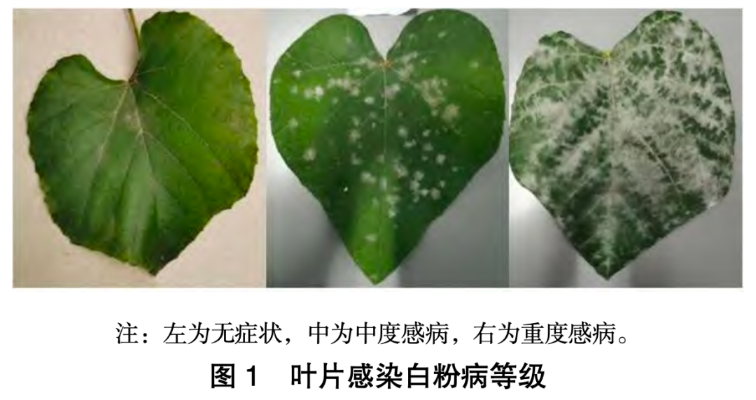 葡萄树几年能结果?