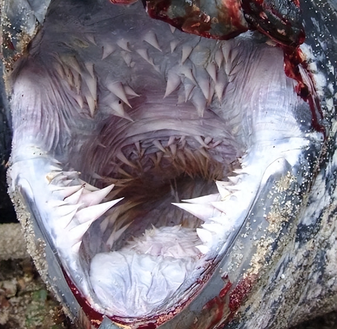 巨型乌龟棱皮海龟