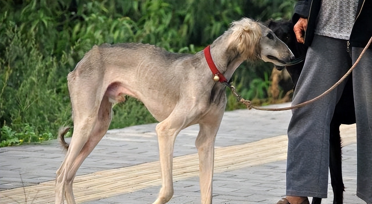 山东细犬100元出售图片