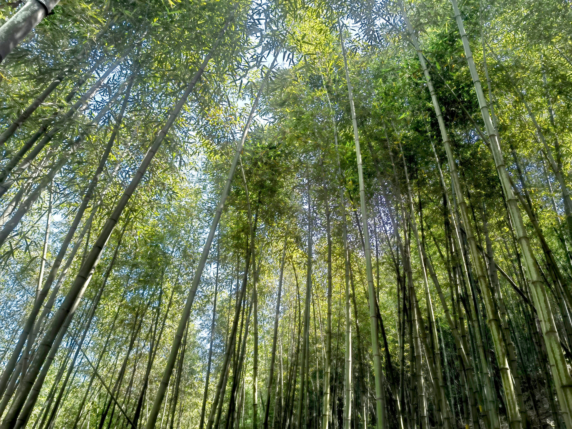 铜马沟竹海公园,成都前往只需要1个半小时,旅游避暑消夏好去处