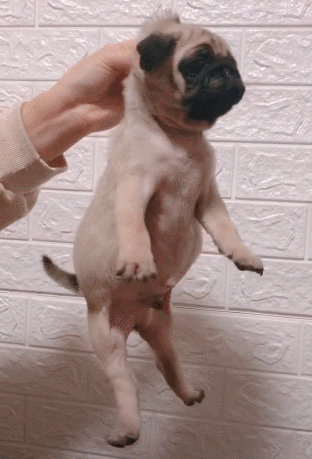 巴哥犬是个宝,有很多好处,可惜你不知道