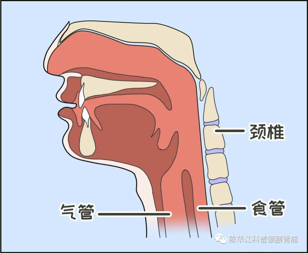 气管推移训练图解图片