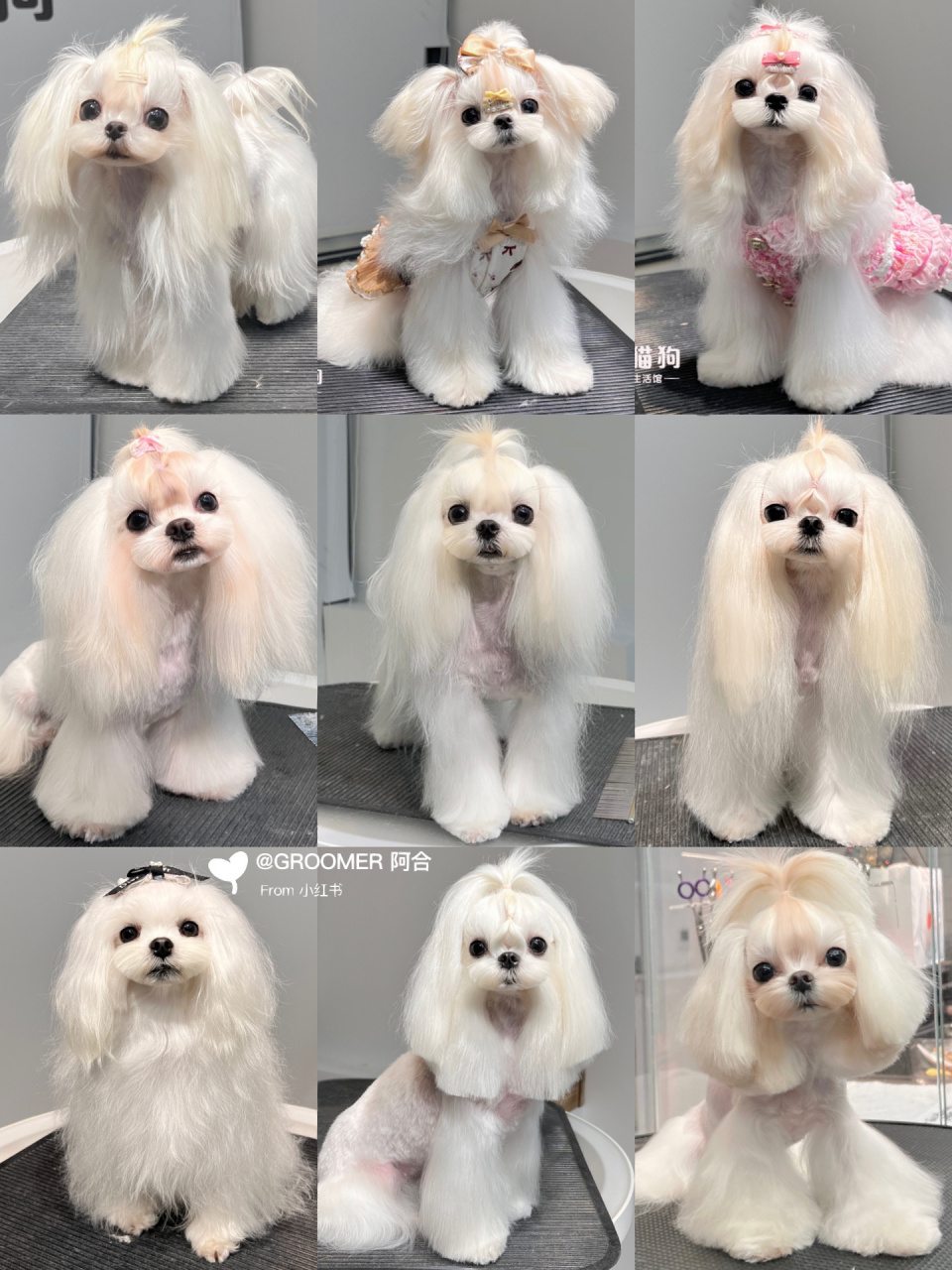 马尔济斯犬长装造型合集～ 近期作品整理出来供大家参考 修剪方式大致