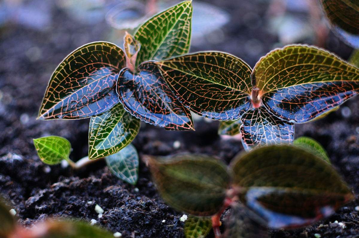 大山深处发现国家二级保护野生植物,人称金线兰,不要轻易采挖