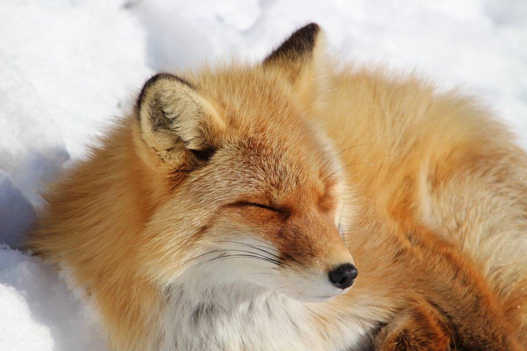 狐狸会咬人吗?宠物狐狸也逃不过这个答案