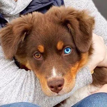 一只金毛和哈士奇的混血狗子,这也太漂亮了吧!