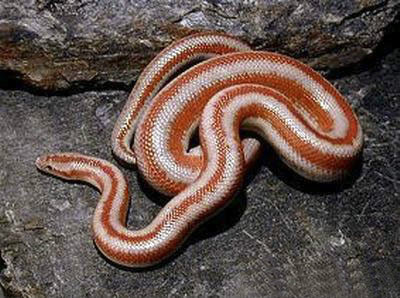 世界十大红色蛇类