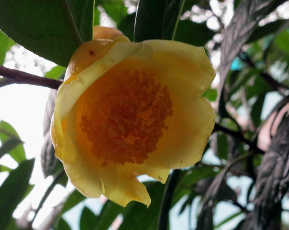 植物界大熊猫,营养价值高,市场前景好,家里养几棵有格调