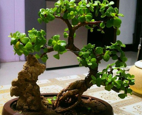 金枝玉叶的种植技巧有"几个",叶子多株型优美,年年旺盛寓意好