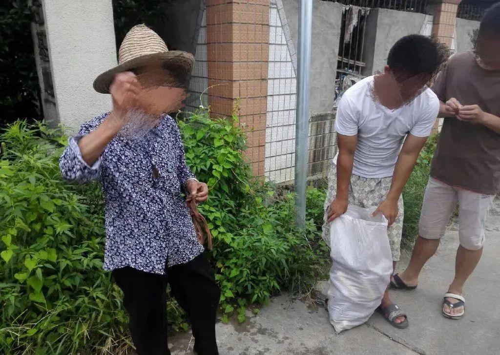 大马路上几百棵花,一夜之间被挖空,猖狂的偷花贼!