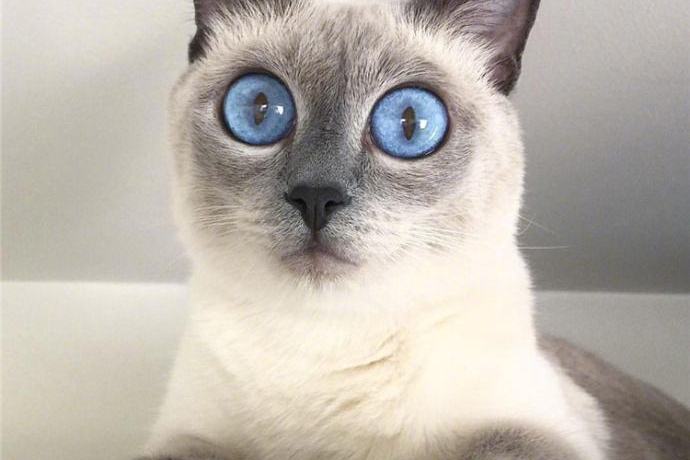 猫瞳孔縮小意味着什么?