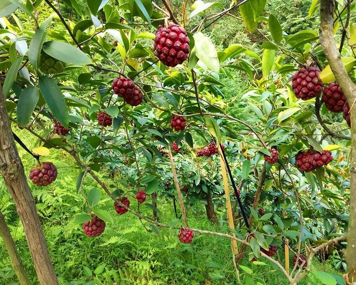 好吃且好养活的一款水果——黑老虎