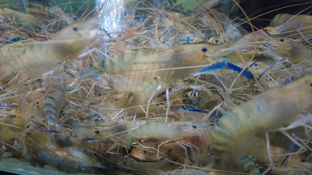 罗氏沼虾养殖技术要点