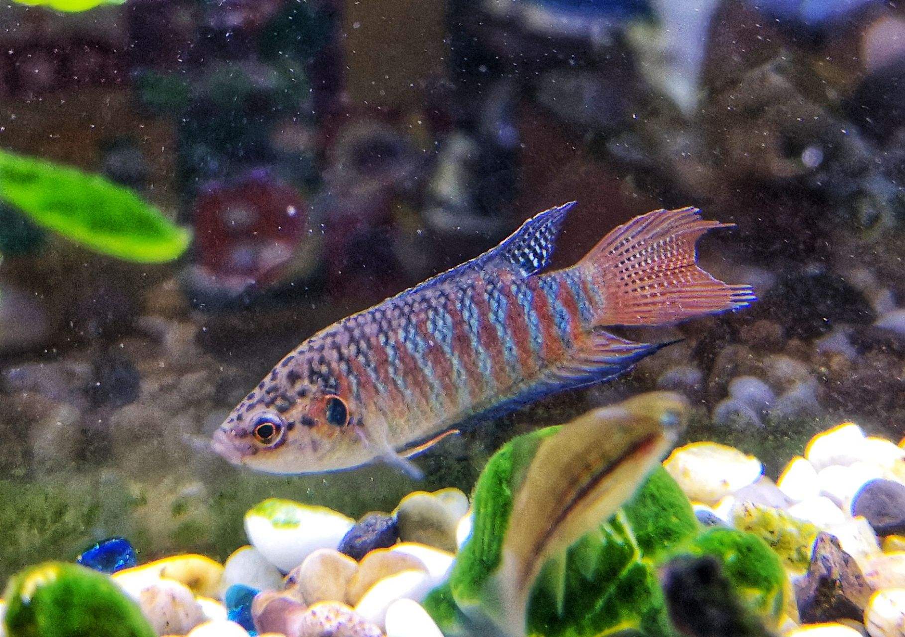 因灭蚊而引进的"大肚鱼"泛滥,国人叫苦不迭,吃货都无心吃它