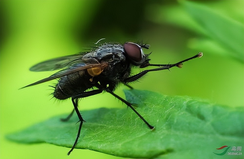 苍蝇竟然端着自己的头,还不停把玩,是真是假?
