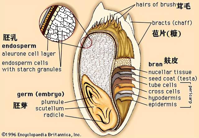 小麦胚结构图图片