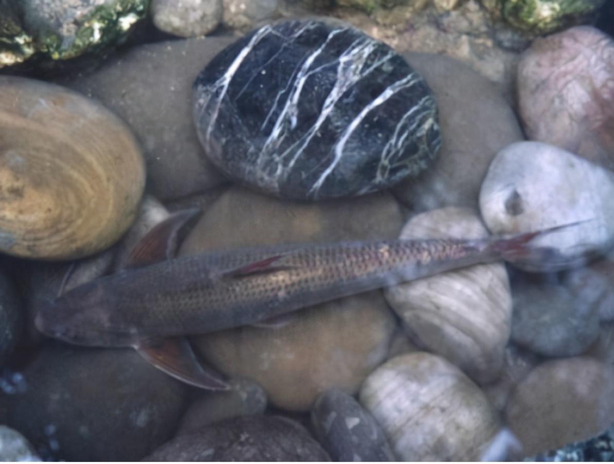 俗称水米子,曾经江里很常见,如今却快要"绝迹",至今无法养殖