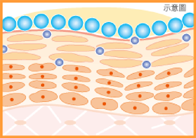 角质层是经皮吸收的主要途径,皮肤的吸收能力与角质层的厚度,完整性