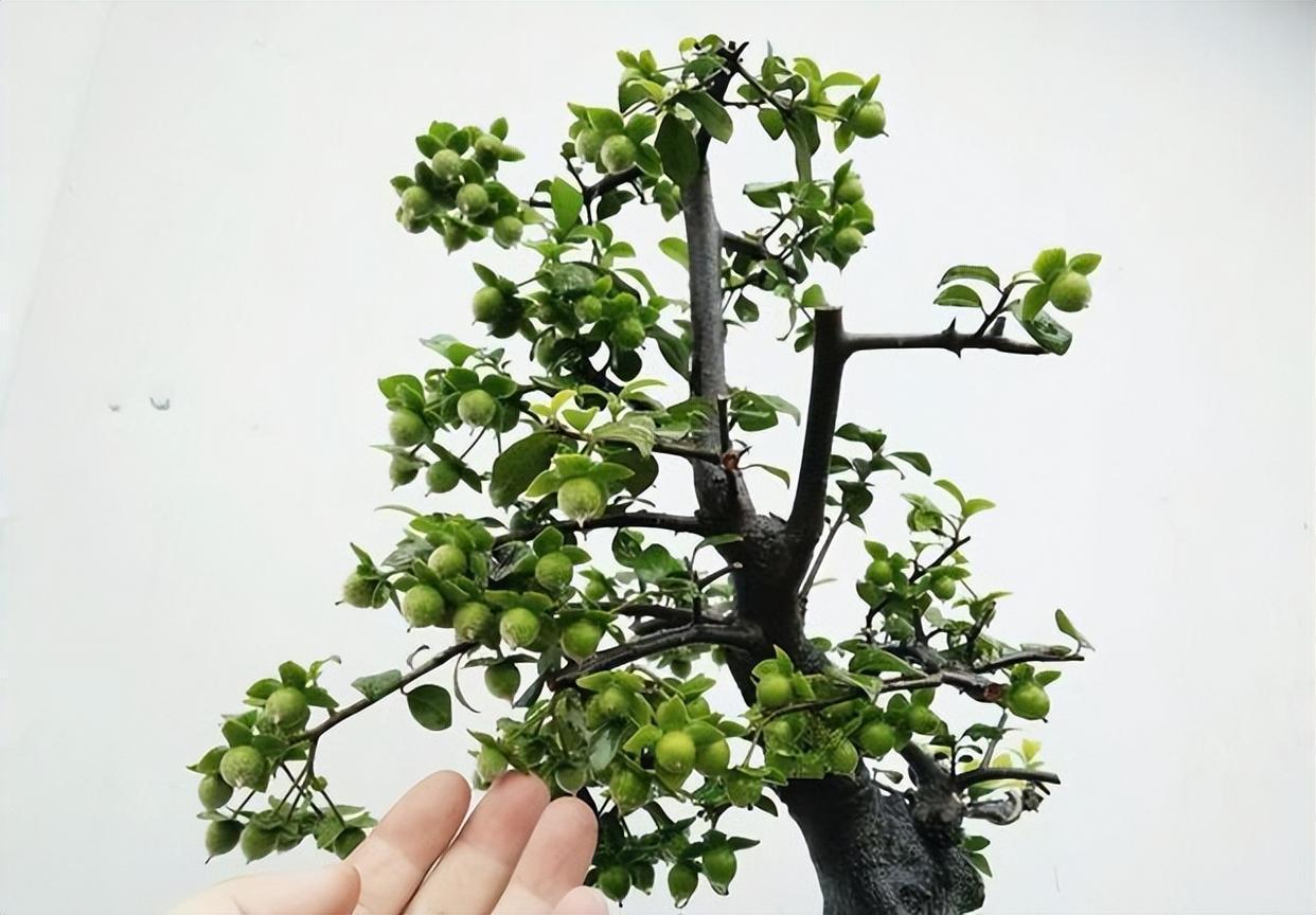 "金弹子"做盆景很好看,养护也较简单,注意这几点即可
