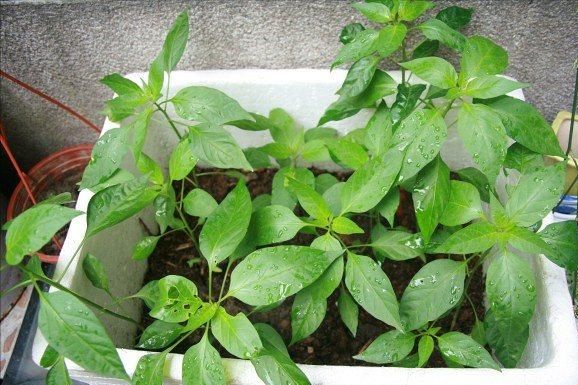 泡沫箱种辣椒,长成小树,一次摘8斤,连吃200天