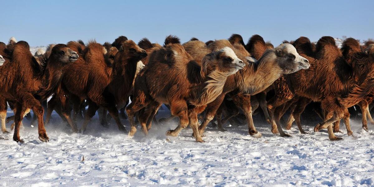漠古驼|以食品安全作为产品生产的生命线,做一罐安心好奶粉!