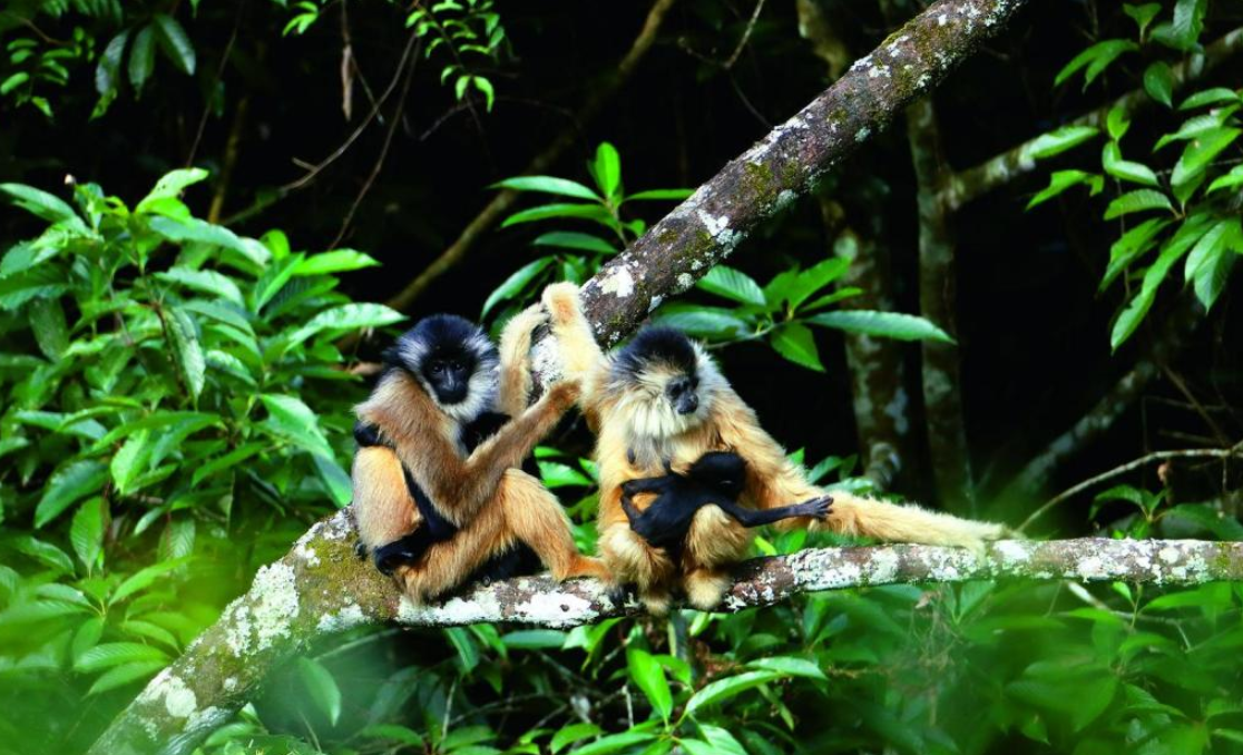 我国的热带地区有哪些?海南长臂猿种群规模达35只,意味着什么?