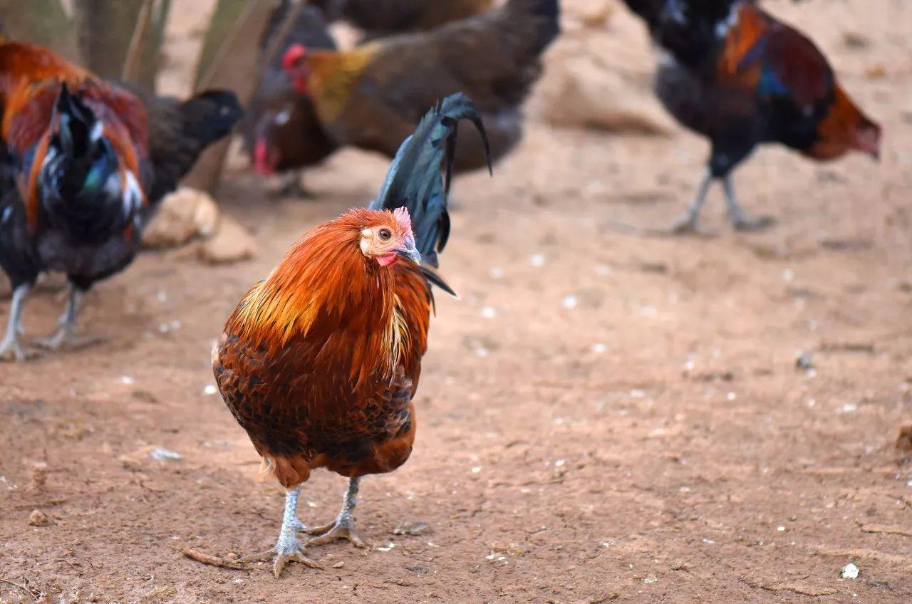 养鸡场老板买了台抓鸡神器,一小时就能抓8000多只鸡!