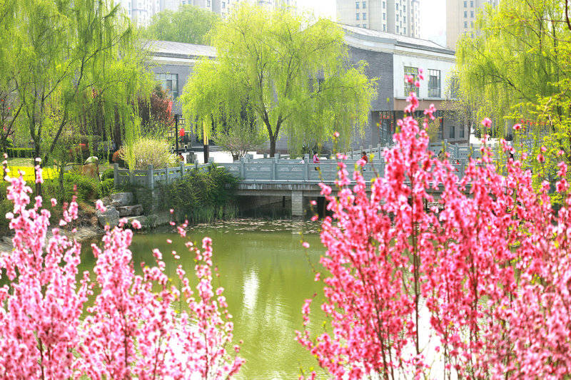 宁阳 春天处处皆风景 复圣公园碧桃红