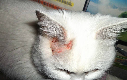 猫咪耳朵上长癣了毛都掉了怎么办?怎样处理