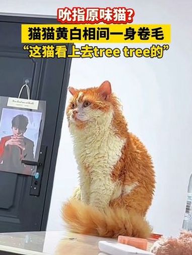 猫猫黄白相间一身卷毛,"这猫看上去tree tree的"