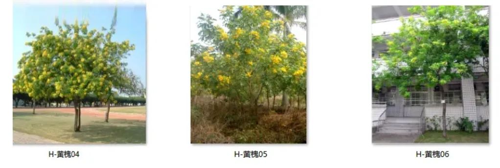 植物图片大全（各种植物图片及名称） 第63张