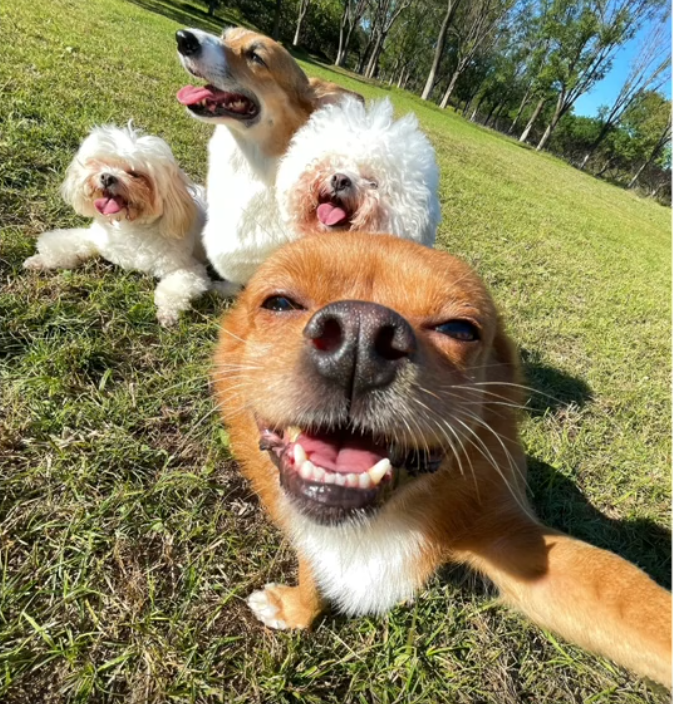 柯铭:一人四狗圈粉千万,戏精狗狗模仿甄嬛,上演狗界宫斗大戏