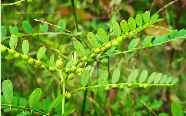 酷似含羞草的"养肝草",值得你了解