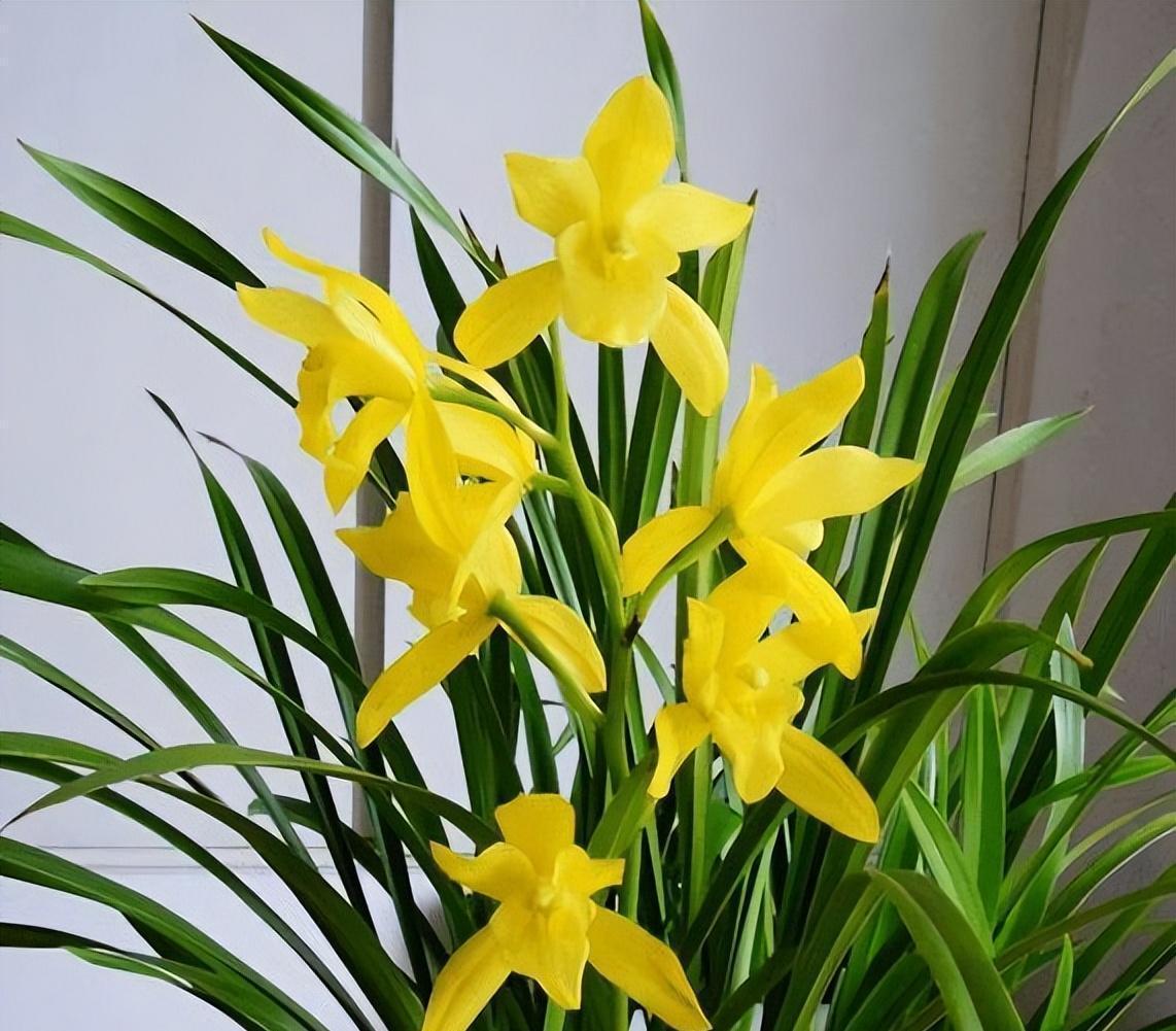 我国精品兰花——黄金小神童兰花,气质高洁,色泽明艳,值得入手