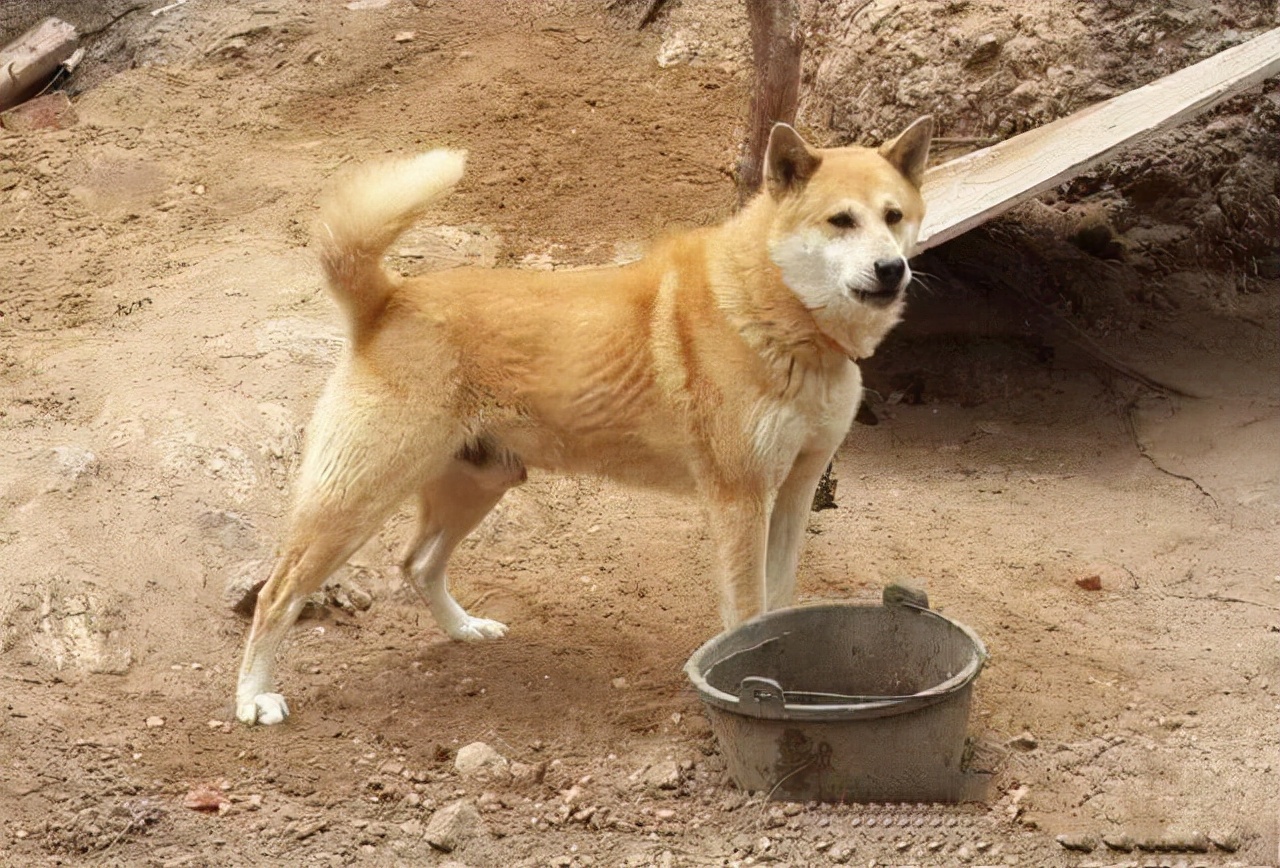 中華田園犬太瘦怎麼增肥