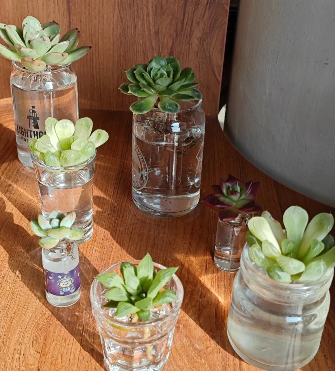 浙江一小姐姐,因用塑料瓶养多肉而走红,妥妥的视觉盛宴,学习下