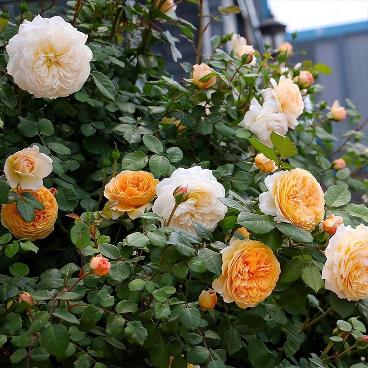 玛格丽特王妃——制作花墙的"利器",丰花勤花,养护很简单