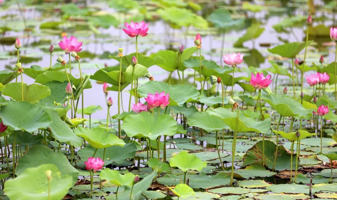"荷"你有约 衡水湖荷花渐次盛放 本月中旬将进入盛花期