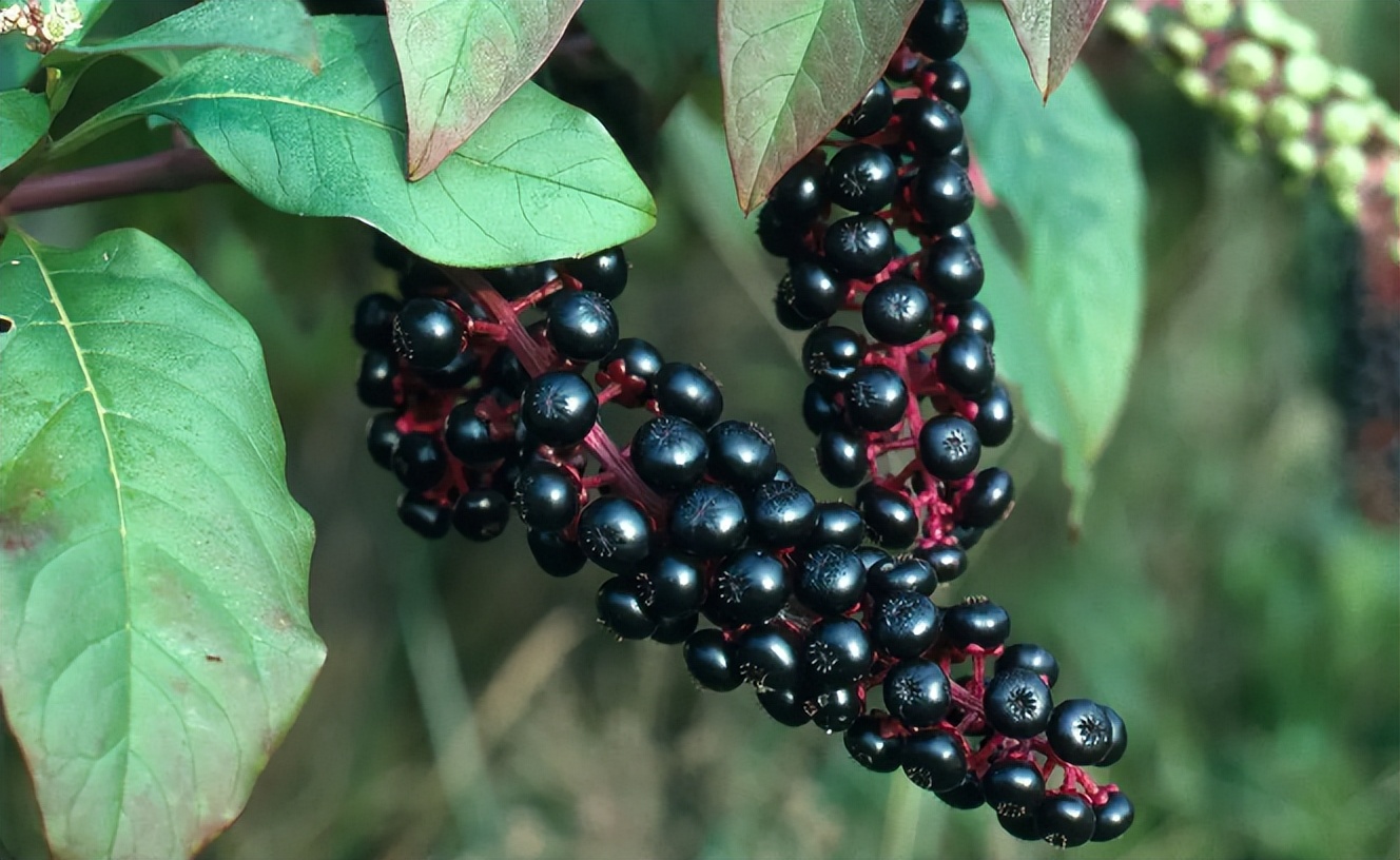 农村7种"毒果子"你知道吗,看上去诱人,其实是"带刺的玫瑰"