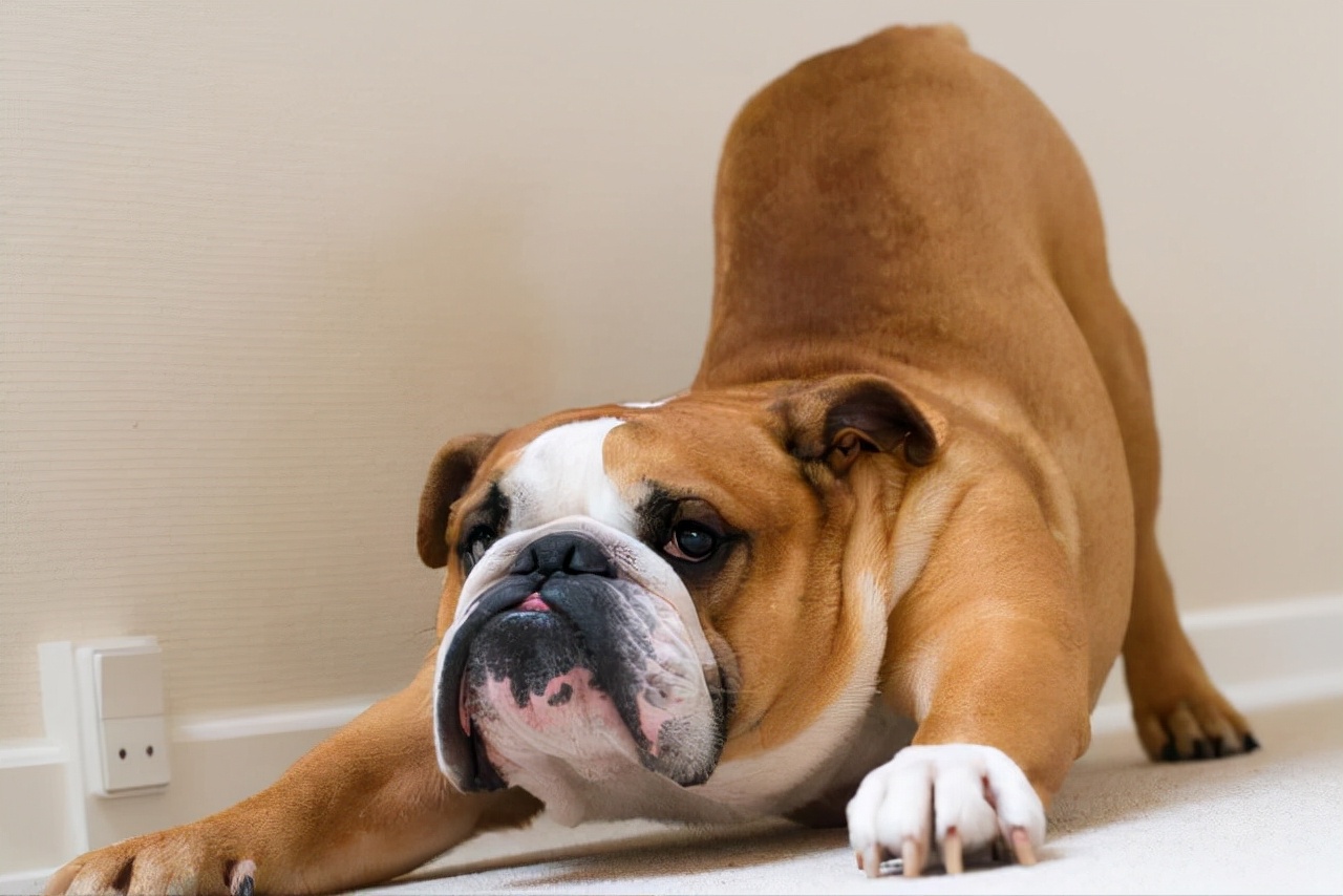 狗"弓背"的原因,原来里面含义这么多!