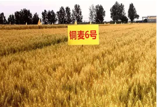 "铜麦6号"创我省小麦百亩高产攻关田单产最高纪录