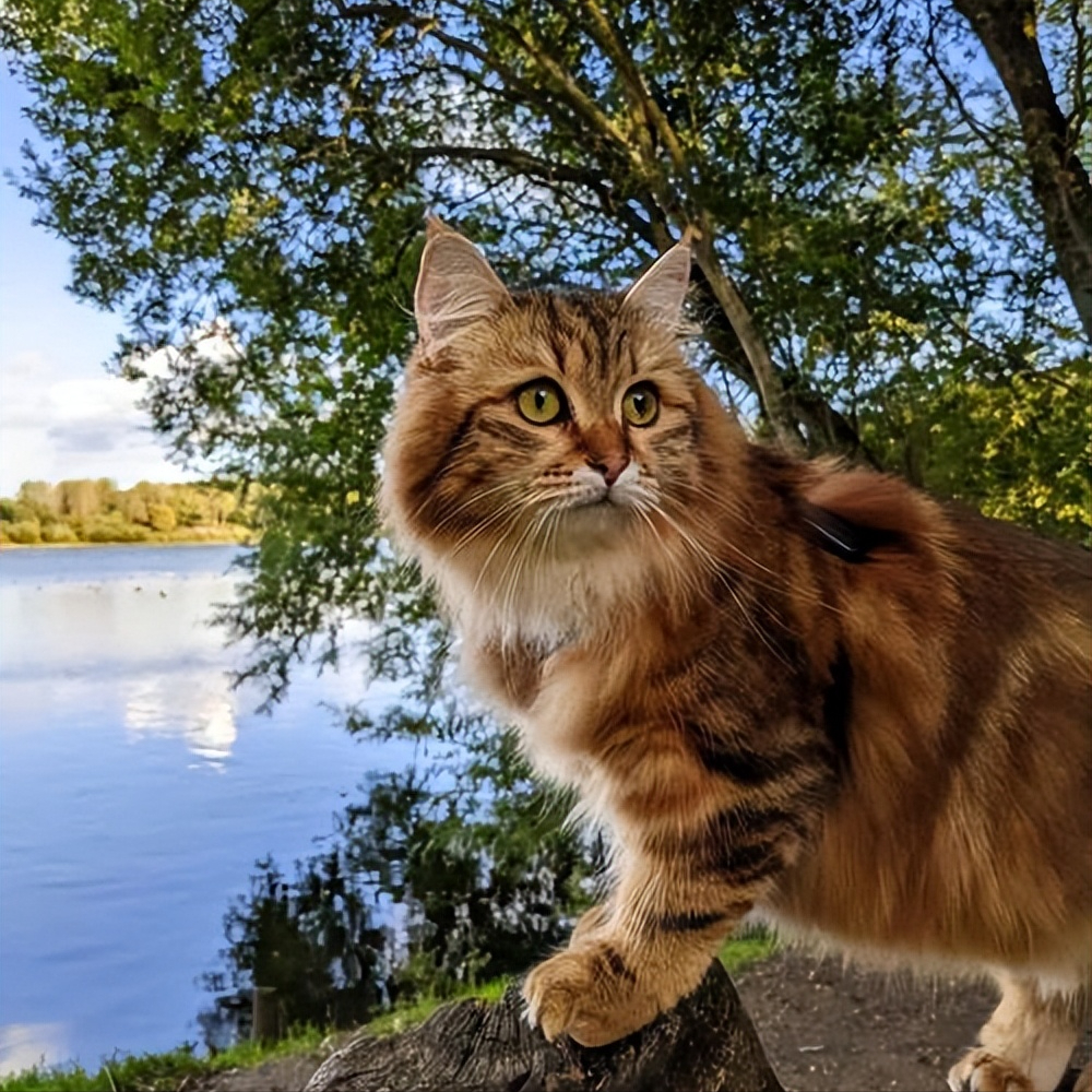 盘点八种"大体型"宠物猫:缅因布偶上榜!大橘:有礼貌但不多!
