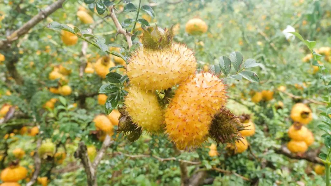 查必环:带着"金刺梨" 走出产业路