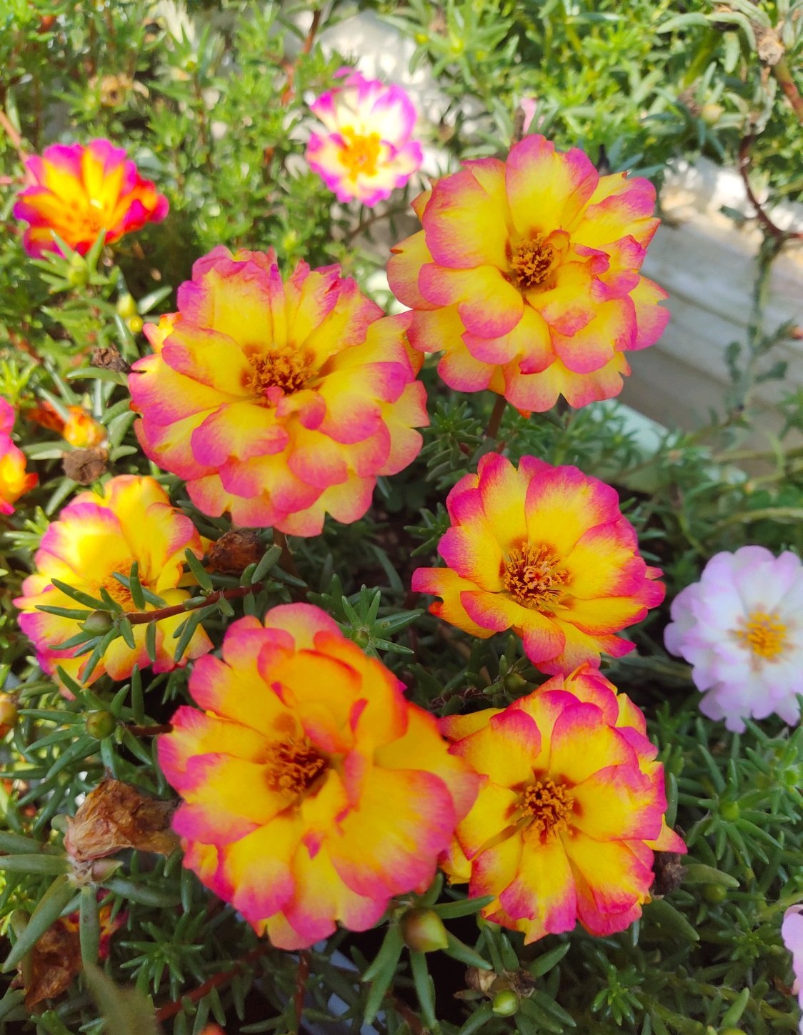 阳台盆栽佳物—重瓣太阳花"火焰"系列,好看又好养,灿烂一整夏