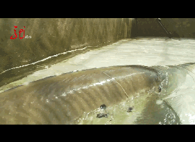 推荐黑龙江渔民捕到巨型鱼！体长2米9！专家：至少60岁，价值七万