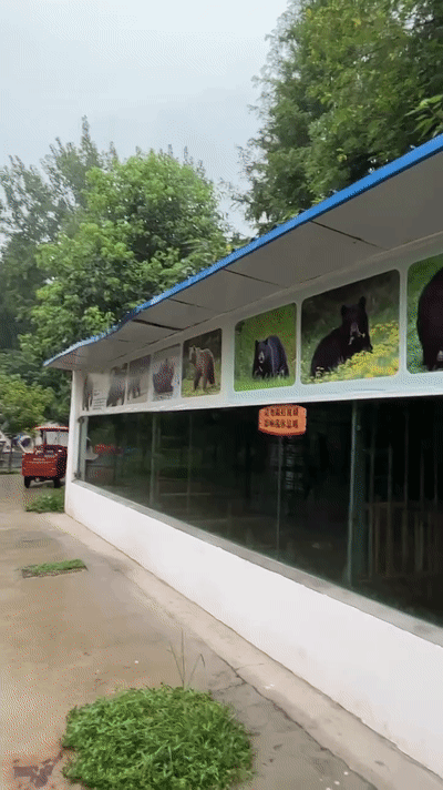 德阳动物园被网友质疑"虐待"动物?回应来了