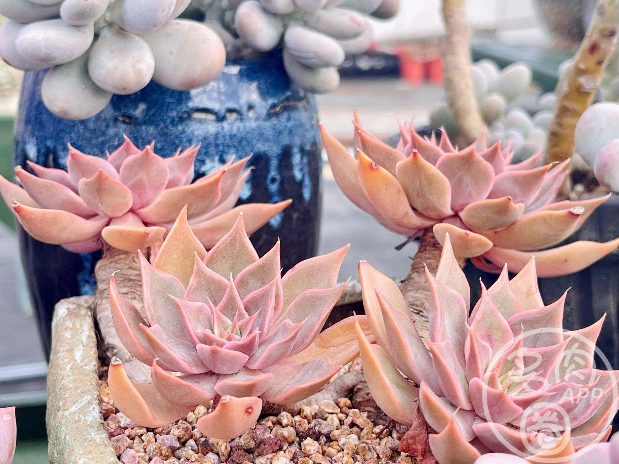 在北方怎么养好多肉,北方养护的"小技巧",你值得拥有!