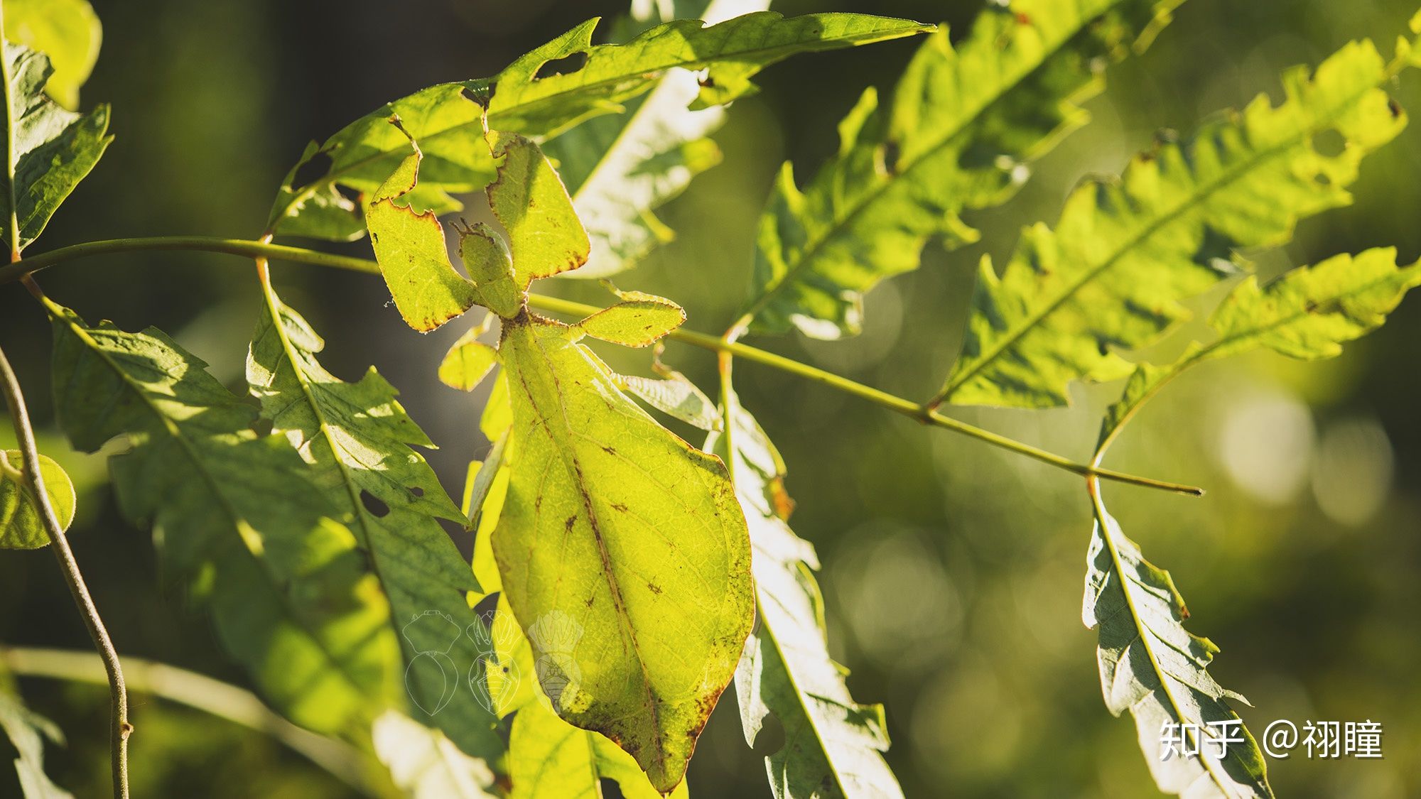 看不见我!带你认识一下这片会动的"树叶"